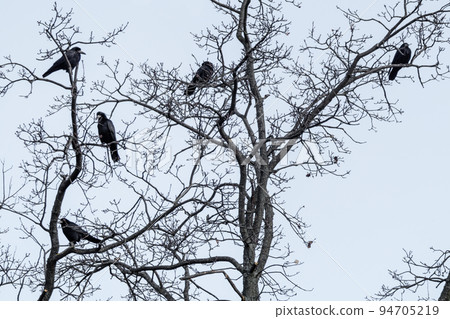 Crow birds on bare tree branch on gray background 94705219