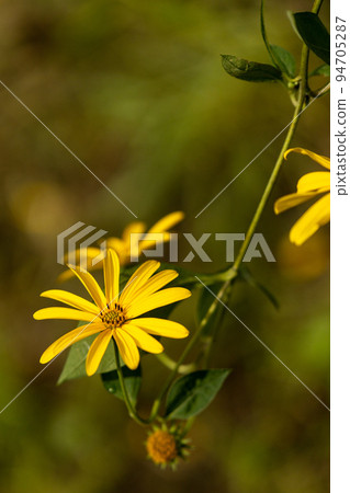 The yellow flowers of the sunflowers in summer are over, and the yellow flowers of Jerusalem artichokes, which contain natural insulin and are likely to reach the blue sky in autumn 94705287