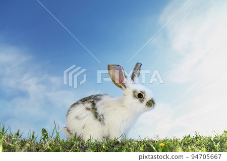 A side view of a white baby rabbit standing in a meadow against the blue sky. With property release. A side view of a white baby rabbit standing in a meadow against the blue sky. With property release. 94705667