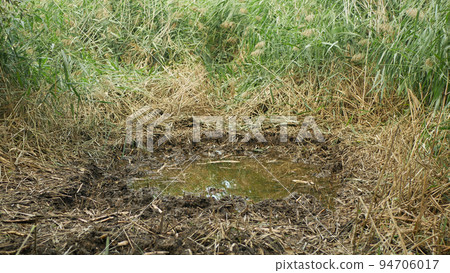 Puddle swamp dig out build an amphibian breeding new excavate pond by hand. Wetland marsh bog with high biodiversity tree frog morass, fire-bellied toad and common spadefoot. Digging pool spade Puddle swamp dig out build an amphibian breeding new excavate pond by hand. Wetland marsh bog with high biodiversity tree frog morass, fire-bellied toad and common spadefoot. Digging pool spade 94706017