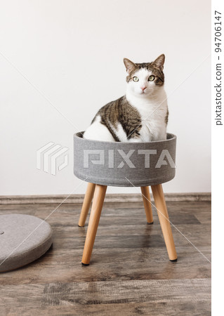Cute fat domestic cat sits in trendy stool with and build-in storage space. Side view, white wall, copy space. Modern mulrifunctiional chair with wooden legs. Round gray linen pouffe 94706147