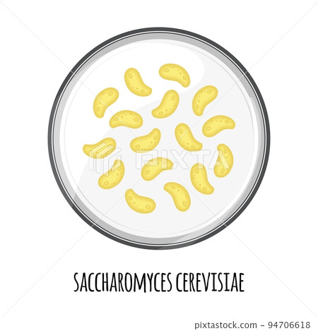 The human microbiome of saccharomyces cerevisiae in a petri dish. Vector image. Bifidobacteria, lactobacilli. Lactic acid bacteria. Illustration in a flat style. 94706618