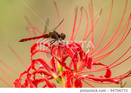 Red amaryllis and red dragonfly 94706735