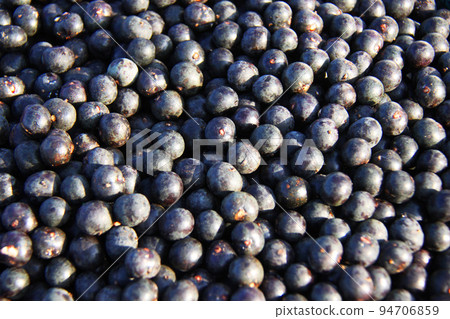 來自亞馬遜的巴西莓（巴西） 94706859