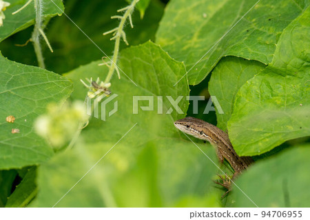 日本蜥蜴瞄準毛毛蟲 日本蜥蜴瞄準毛毛蟲 94706955