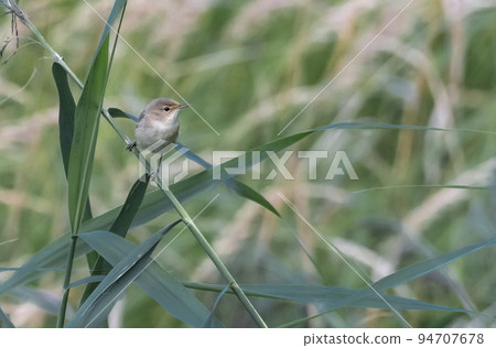 Common reed warbler, acrocephalus scirpaceus, on a branch Common reed warbler, acrocephalus scirpaceus, on a branch 94707678