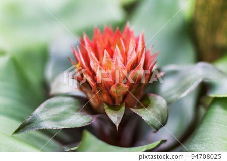 Bright red flower of Aechmea. Close up of flowering plant in family Bromeliaceae. Bright red flower of Aechmea. Close up of flowering plant in family Bromeliaceae. 94708025