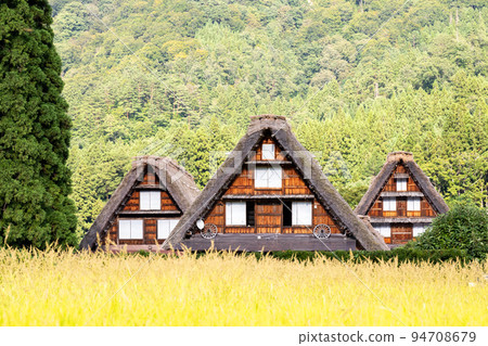 [Shirakawa-go] Early autumn fields near harvest 94708679