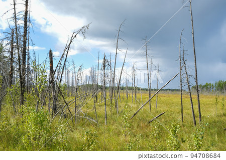 Dry trees in swamps against a blue sky with clouds Dry trees in swamps against a blue sky with clouds 94708684
