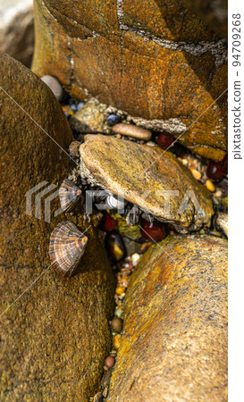 Group of Edible limpets molluscs on a rock Group of Edible limpets molluscs on a rock 94709268