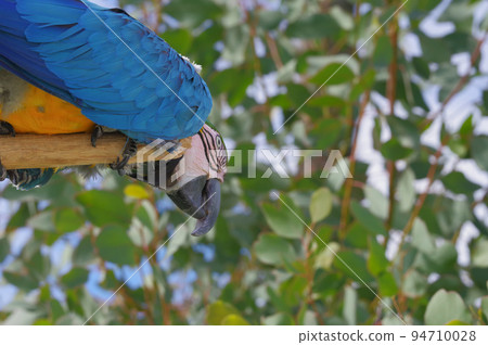 Ruri Macawo 94710028