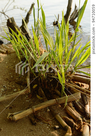 the young shoots of reeds near the old stubble of dead plants on the lake on the sandy beach 94710059
