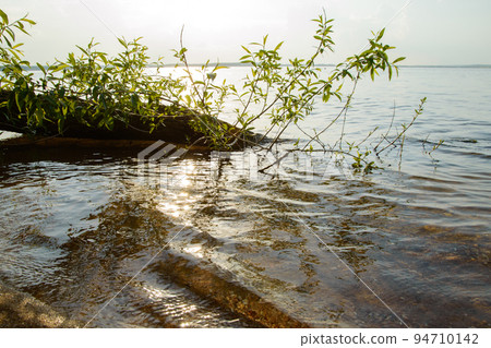 submerged trunk of a willow tree with young green shoots at the setting sun, mirrored in the many waves of the lake water 94710142