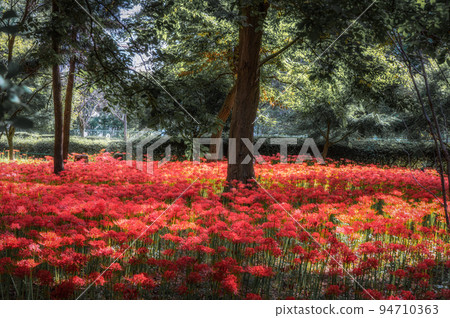 Yachiyo City, Chiba Prefecture, Murakami Ryokuchi Park, where cluster amaryllis is in full bloom 94710363