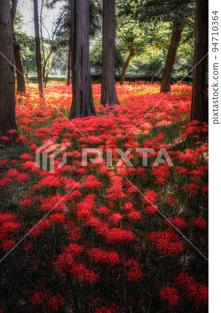 Yachiyo City, Chiba Prefecture, Murakami Ryokuchi Park, where cluster amaryllis is in full bloom 94710364