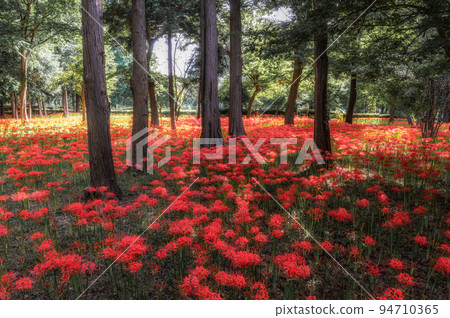 Yachiyo City, Chiba Prefecture, Murakami Ryokuchi Park, where cluster amaryllis is in full bloom 94710365