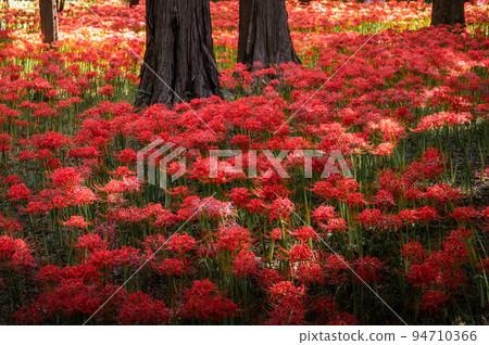 Yachiyo City, Chiba Prefecture, Murakami Ryokuchi Park, where cluster amaryllis is in full bloom 94710366