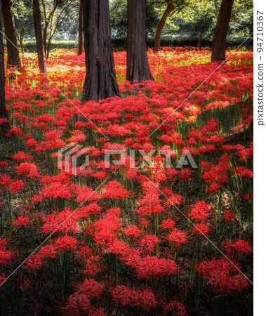 千葉縣八千代市村上綠地公園，群落孤挺花盛開 94710367