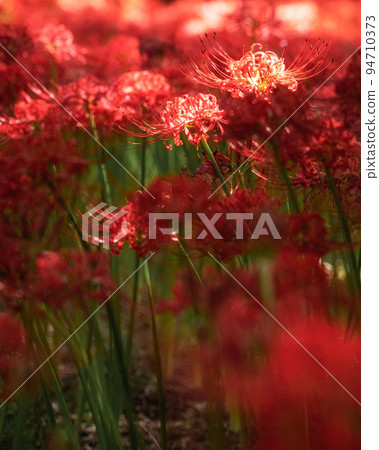 Yachiyo City, Chiba Prefecture, Murakami Ryokuchi Park, where cluster amaryllis is in full bloom Yachiyo City, Chiba Prefecture, Murakami Ryokuchi Park, where cluster amaryllis is in full bloom 94710373