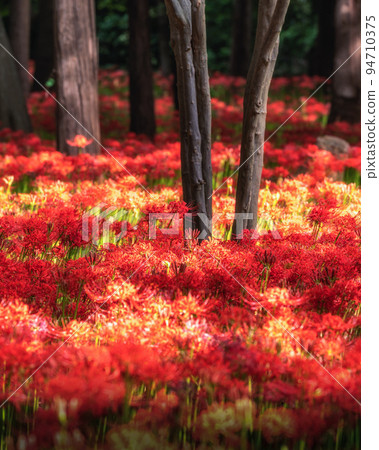 千葉縣八千代市村上綠地公園，群落孤挺花盛開 94710375