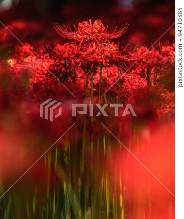 Yachiyo City, Chiba Prefecture, Murakami Ryokuchi Park, where cluster amaryllis is in full bloom Yachiyo City, Chiba Prefecture, Murakami Ryokuchi Park, where cluster amaryllis is in full bloom 94710385