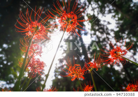 Yachiyo City, Chiba Prefecture, Murakami Ryokuchi Park, where cluster amaryllis is in full bloom 94710388