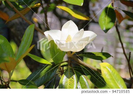 Taisambok flowers 94710585