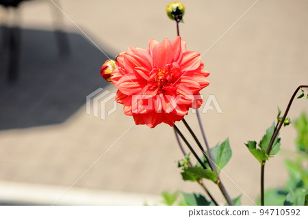 大麗花花 大麗花花 94710592