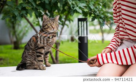 Young woman and tabby cat sitting on a bench outdoors. Young woman and tabby cat sitting on a bench outdoors. 94711421
