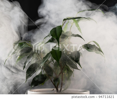 Smoke on a ficus in a pot on a black background. Smoke on a ficus in a pot on a black background. 94711821