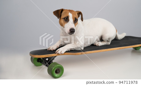 Dog jack russell terrier posing on a longboard in front of a white background. Dog jack russell terrier posing on a longboard in front of a white background. 94711978