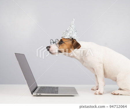 Jack Russell Terrier dog in a tinfoil hat and glasses works at a laptop.  94712064