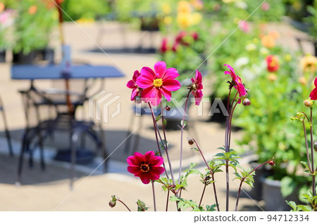 大麗花花 94712334