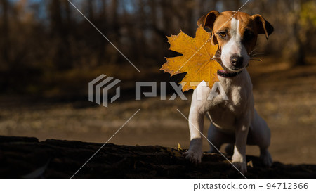 Jack russell terrier dog walks in the evening in the autumn forest in the evening. Jack russell terrier dog walks in the evening in the autumn forest in the evening. 94712366
