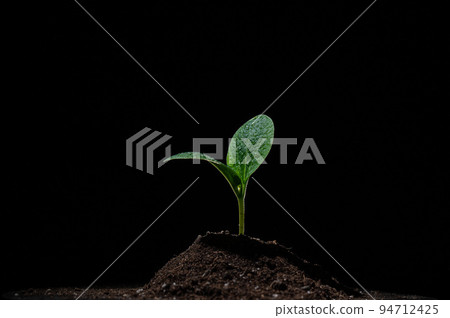Zucchini sprout in dew drops on a black background.  94712425