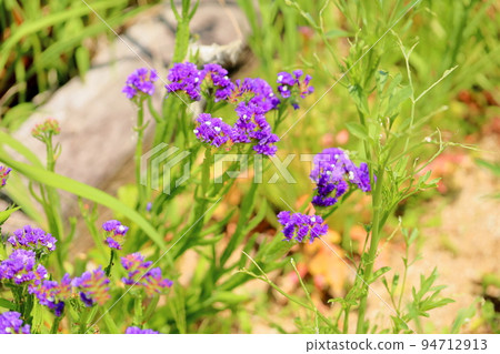 Statis flowers Statis flowers 94712913