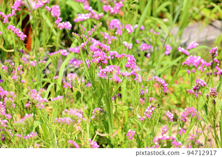 Statis flowers Statis flowers 94712917