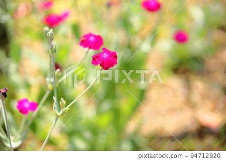 Flannel saw flower 94712920