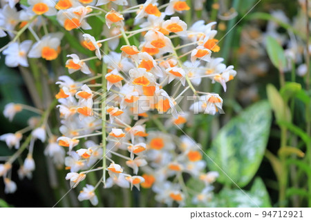 可愛的花朵 可愛的花朵 94712921