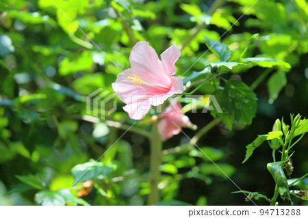 Hibiscus flowers Hibiscus flowers 94713288
