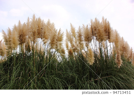 Large white reeds in the Jindai Botanical Gardens (3) 94713451