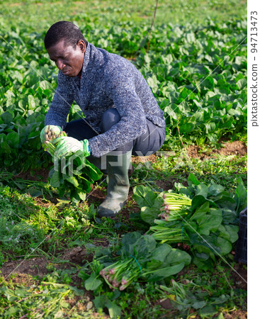 African-american worker cleans spinach on plantation African-american worker cleans spinach on plantation 94713473