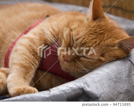 睡在遊廊上的茶虎貓 94713895