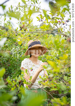 享受藍莓採摘的女人 94714369