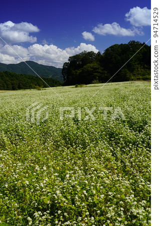 Buckwheat field and autumn sky Buckwheat field and autumn sky 94714529