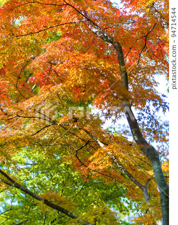 兵庫縣姬路市姬山公園秋葉/日本姬路市 94714544