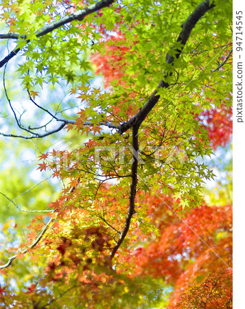 Autumn leaves in Himeyama Park, Himeji, Hyogo Prefecture / Himeji, Japan 94714545