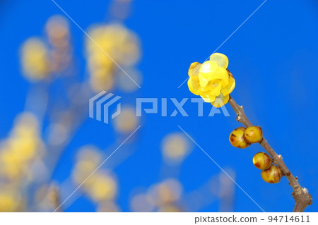 洛白花 洛白花 94714611