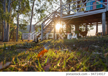 Free-ranging chickens, backlighting, and huts Free-ranging chickens, backlighting, and huts 94714917
