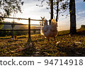 The back of a chicken looking at the setting sun 94714918